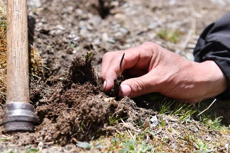 雪山守望：那曲纯净生态与虫草可持续采挖的和谐之道