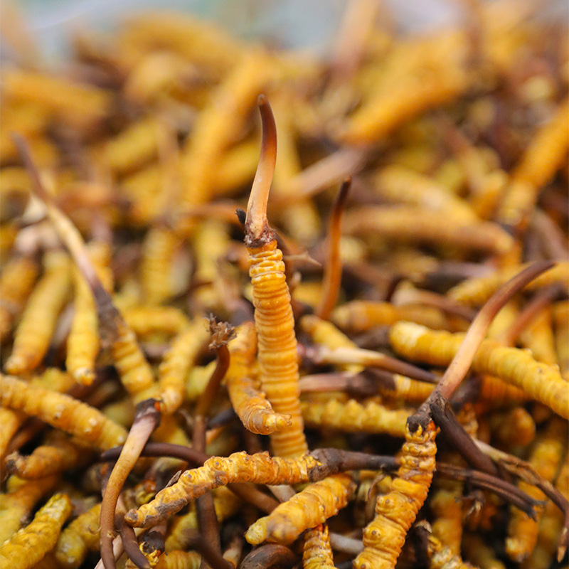 东强堂鲜草散装