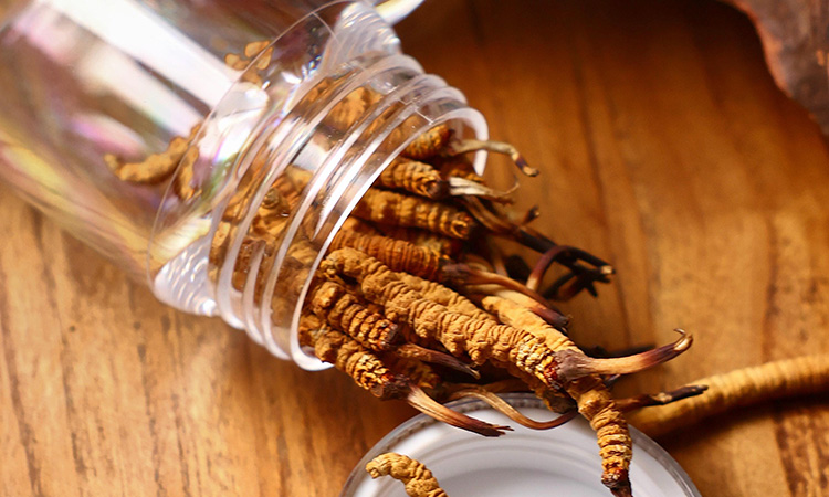 真正的西藏那曲冬虫夏草怎么辨别?