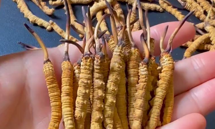 怎么鉴别真假人工冬虫夏草？