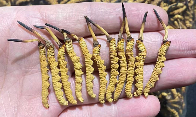 冬虫夏草多钱一盒？