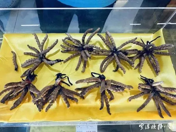 人工种植的冬虫夏草究竟是“仙草”还是“妖草”?