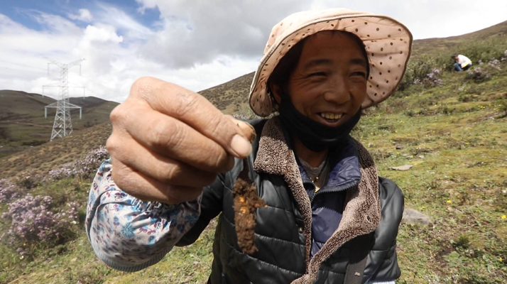 小虫草大蜕变 “数商兴农”为西藏乡村振兴闯出“金路子”