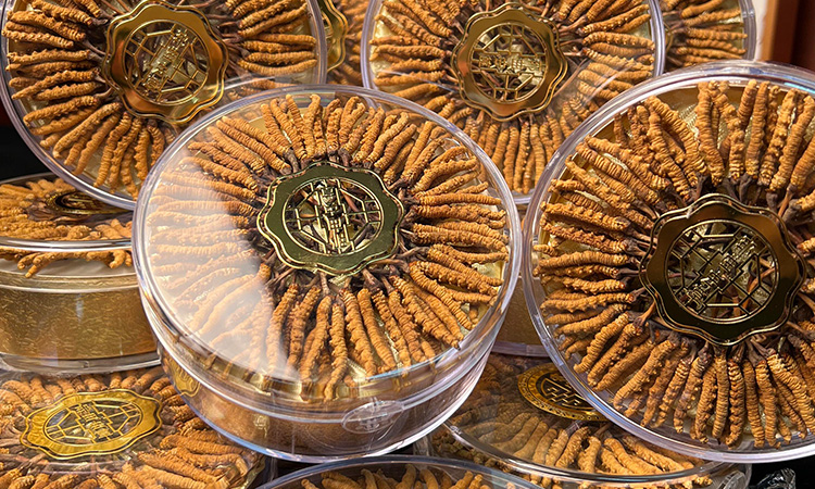 东强堂那曲虫草炖猪肚：温润滋补的家常药膳新选择-东强堂官网