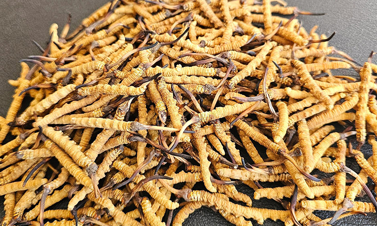 西藏那曲野生冬虫夏草怎么辨别？东强堂教你慧眼识珍品-东强堂官网