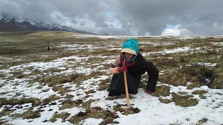 东强堂揭秘：西藏那曲冬虫夏草的正宗采收之道-东强堂官网
