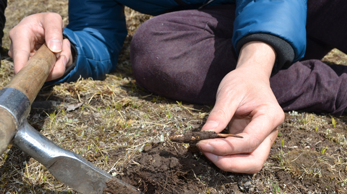 东强堂详解：西藏那曲冬虫夏草的采收黄金期-东强堂官网