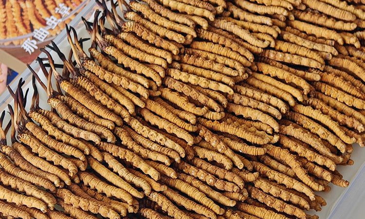 东强堂：藏地鲜馈，那曲野生鲜冬虫夏草的品质密码-东强堂官网