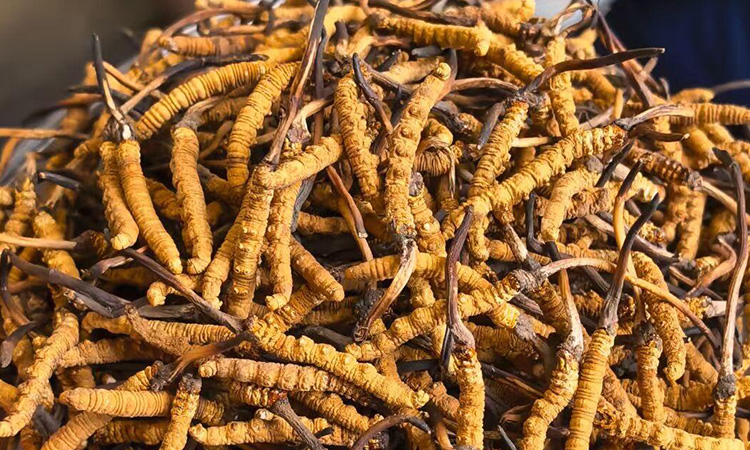 东强堂解读：西藏那曲冬虫夏草适宜人群及滋补指南-东强堂官网