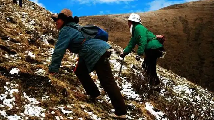 东强堂揭秘：正宗冬虫夏草核心产地，藏地那曲的品质密码-东强堂官网