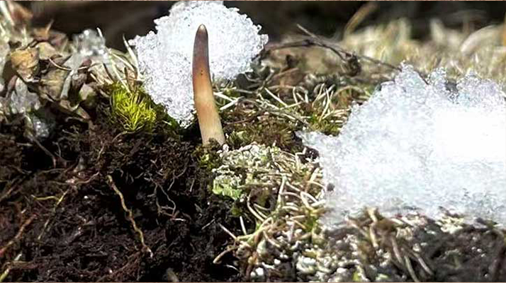雪域生命的轮回之旅 东强堂见证那曲虫草千年传承-东强堂官网