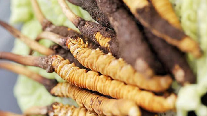 东强堂干货｜23年那曲虫草品牌教你科学保存，锁住每一分滋补力-东强堂官网