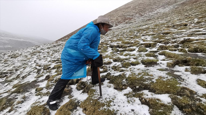 东强堂解密｜23年那曲源头品牌带你探寻冬虫夏草的雪域生长秘境-东强堂官网