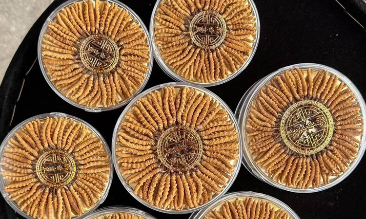 东强堂指南｜23年那曲源头品牌教你：找准渠道，买对真虫草-东强堂官网