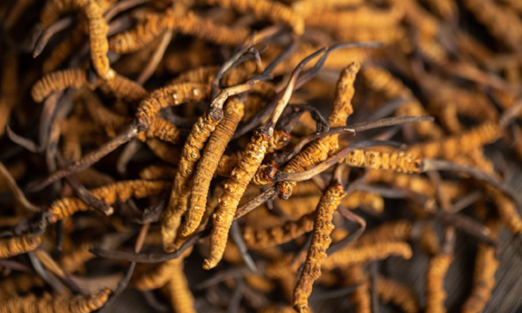 冬虫夏草市场定价逻辑全解析，东强堂那曲源头价更透明-东强堂官网