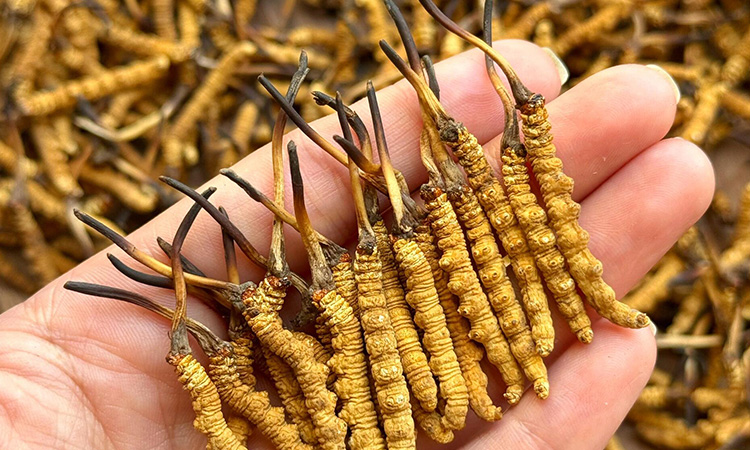 东强堂那曲鲜冬虫夏草多少钱一根？2026源头报价全解析-东强堂官网