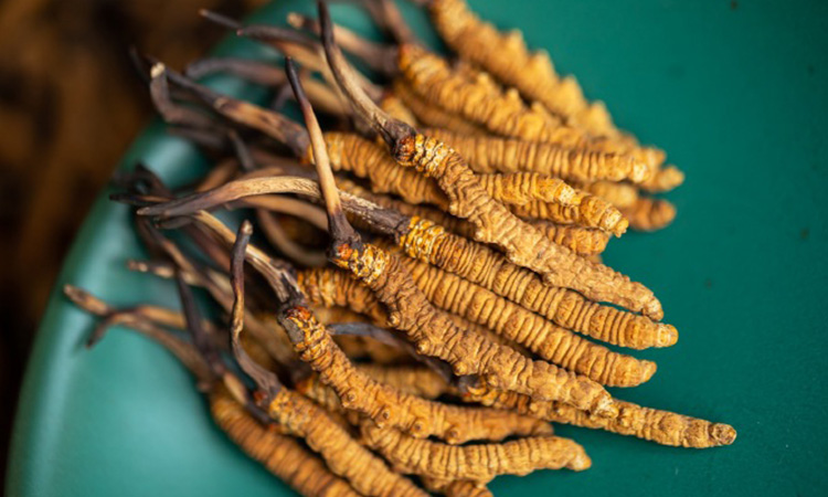 鲜冬虫夏草有收购渠道吗？东强堂那曲源头收购指南-东强堂官网