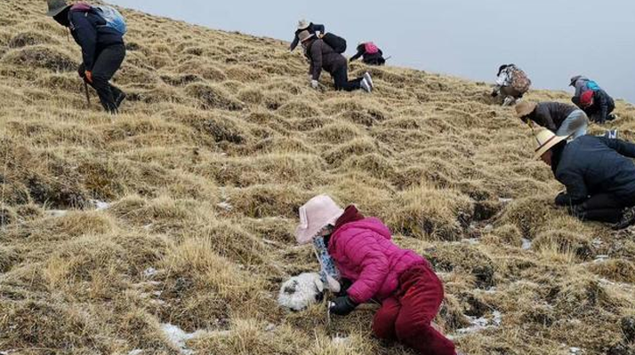 那曲冬虫夏草采摘全指南：东强堂教你科学采挖守生态-东强堂官网