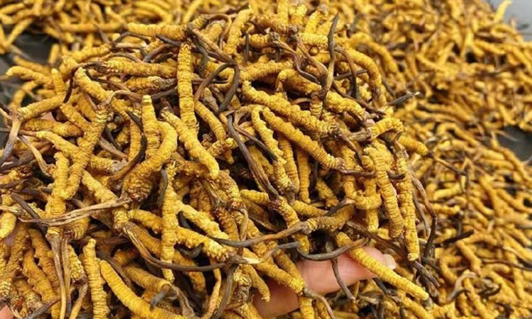 冬虫夏草行情今日报价：东强堂揭秘那曲源头价格逻辑-东强堂官网