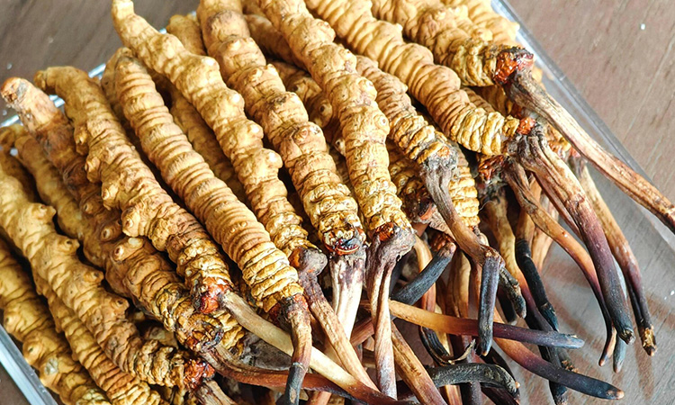 东强堂那曲虫草：解锁正宗冬虫夏草的四大核心特点-东强堂官网