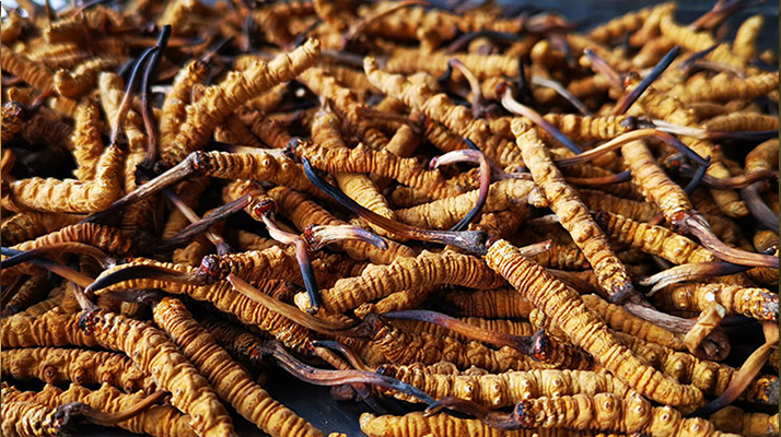 东强堂那曲虫草炖干贝：以雪域品质，熬煮双重滋养-东强堂官网