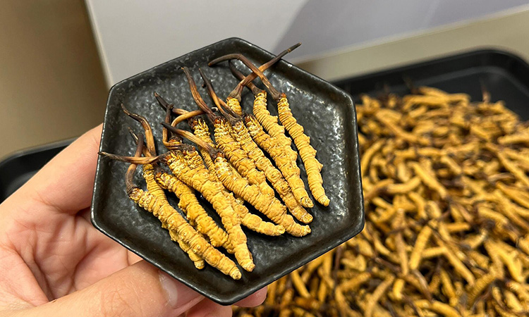 东强堂那曲虫草泡酒指南：以雪域品质，酿就滋养佳酿-东强堂官网