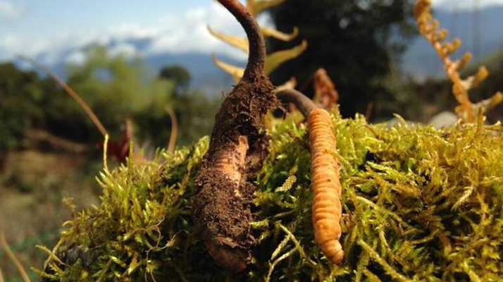 揭秘冬虫夏草采摘最佳季节，东强堂守好那曲源头第一关-东强堂官网