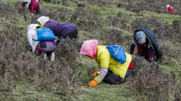 采摘冬蟲(chóng)夏草該怎么采摘? 采挖蟲(chóng)草的方法和注意事項(xiàng)