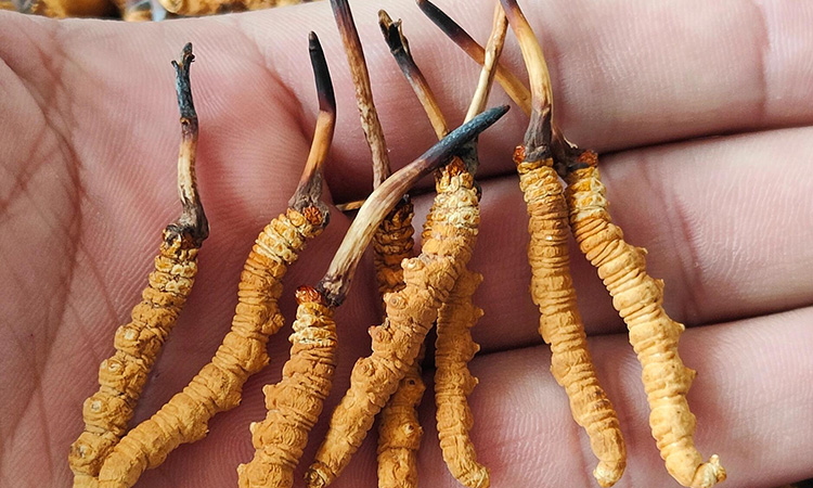 1767841783129598.jpg 122.jpg