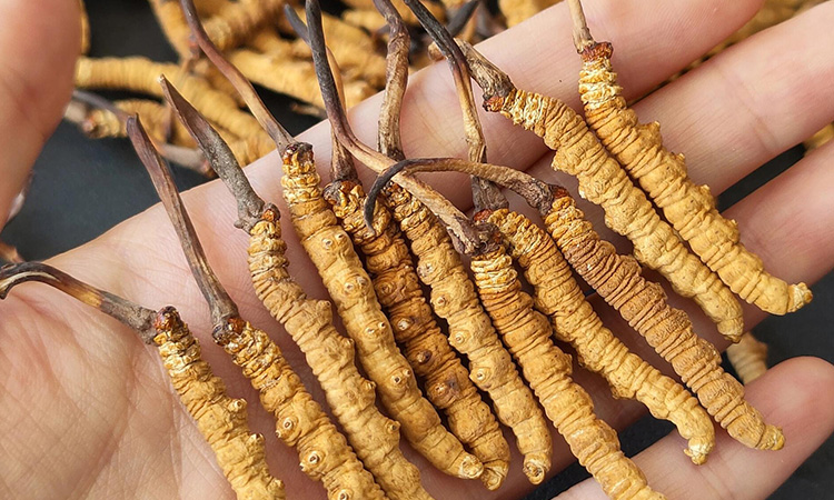 1768210554173448.jpg 120.jpg