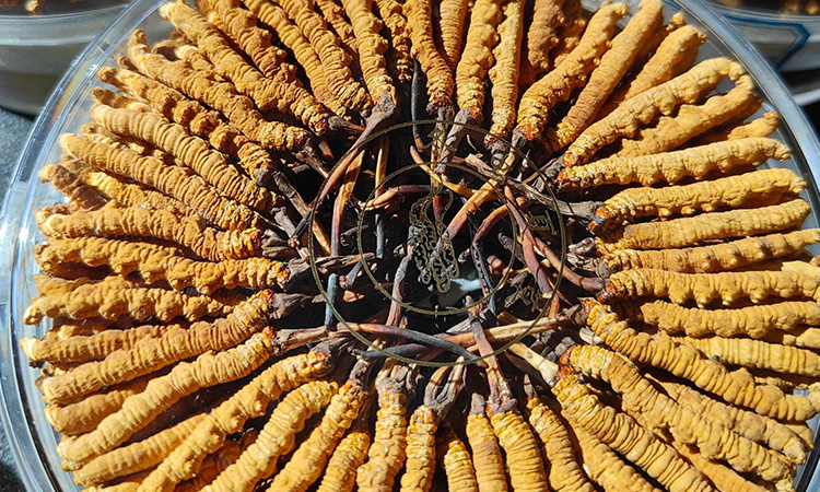 1768272512127608.jpg 125.jpg